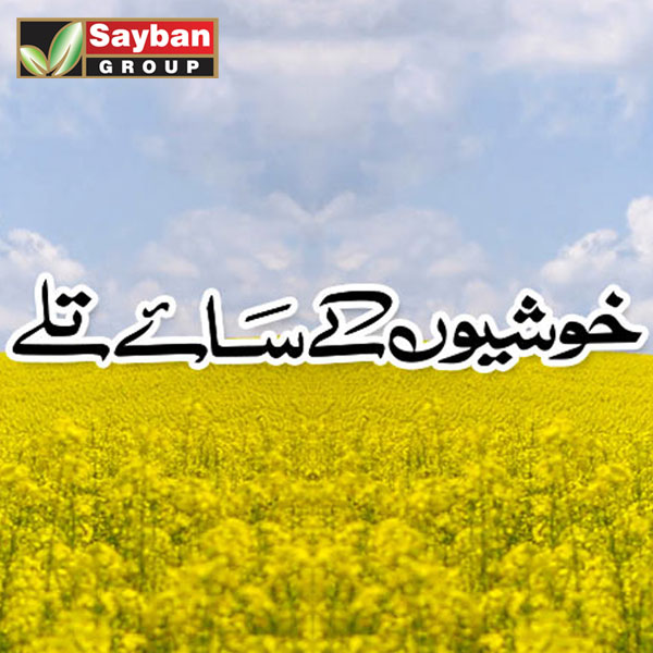 sayban